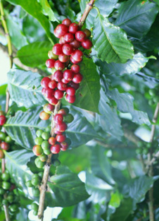 La l&eacute;gende de Kaldi