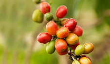 Le fruit